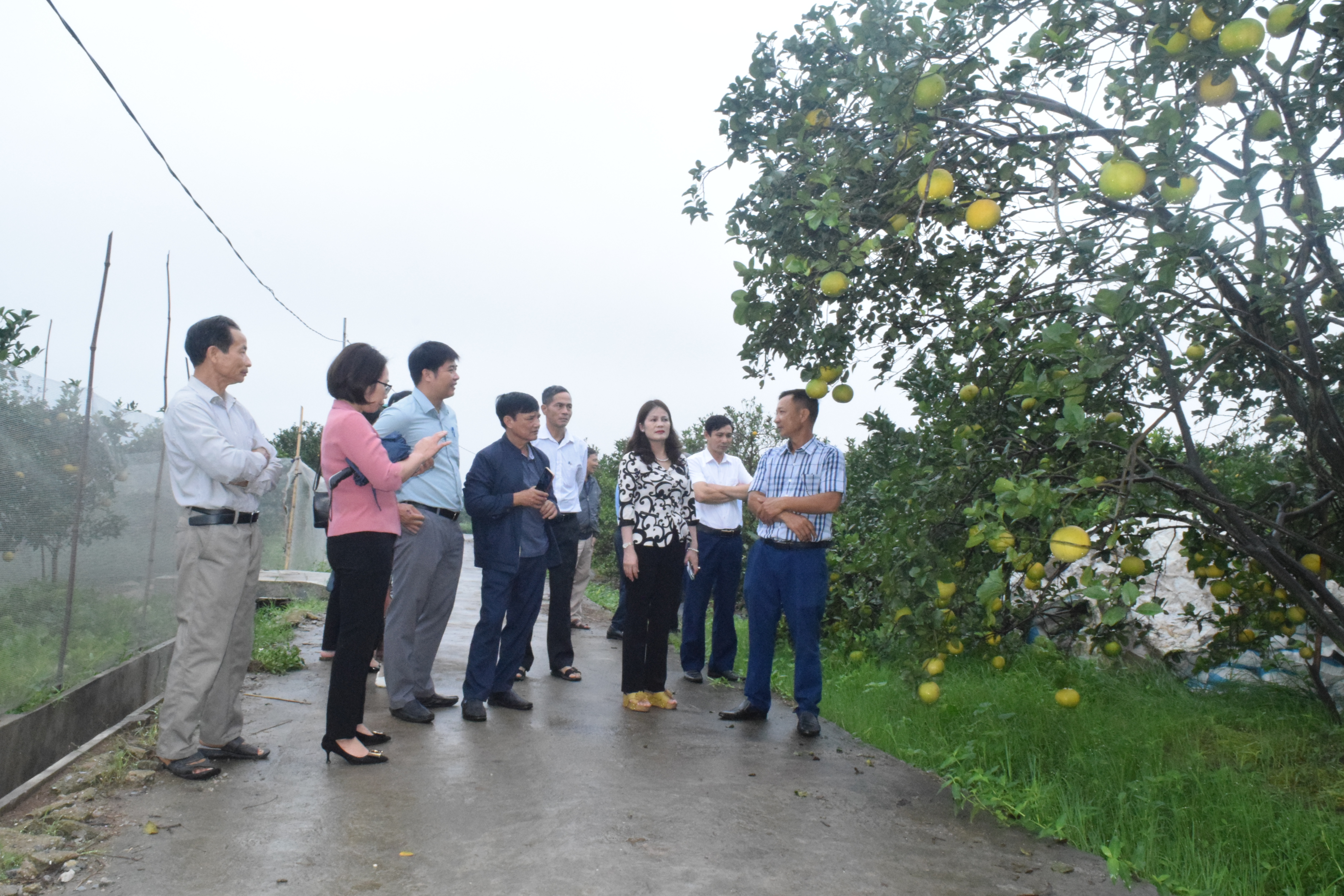   Hội thảo thăm quan học tập kinh nghiệm mô hình trồng cây có múi tại xã Tam Đa