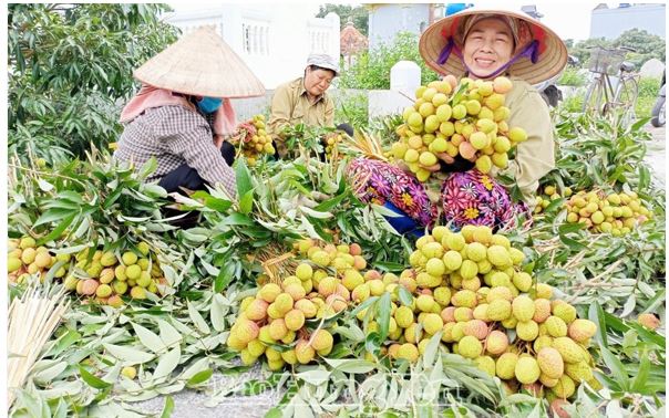   Vải lai chín sớm Phù Cừ được mùa, được giá