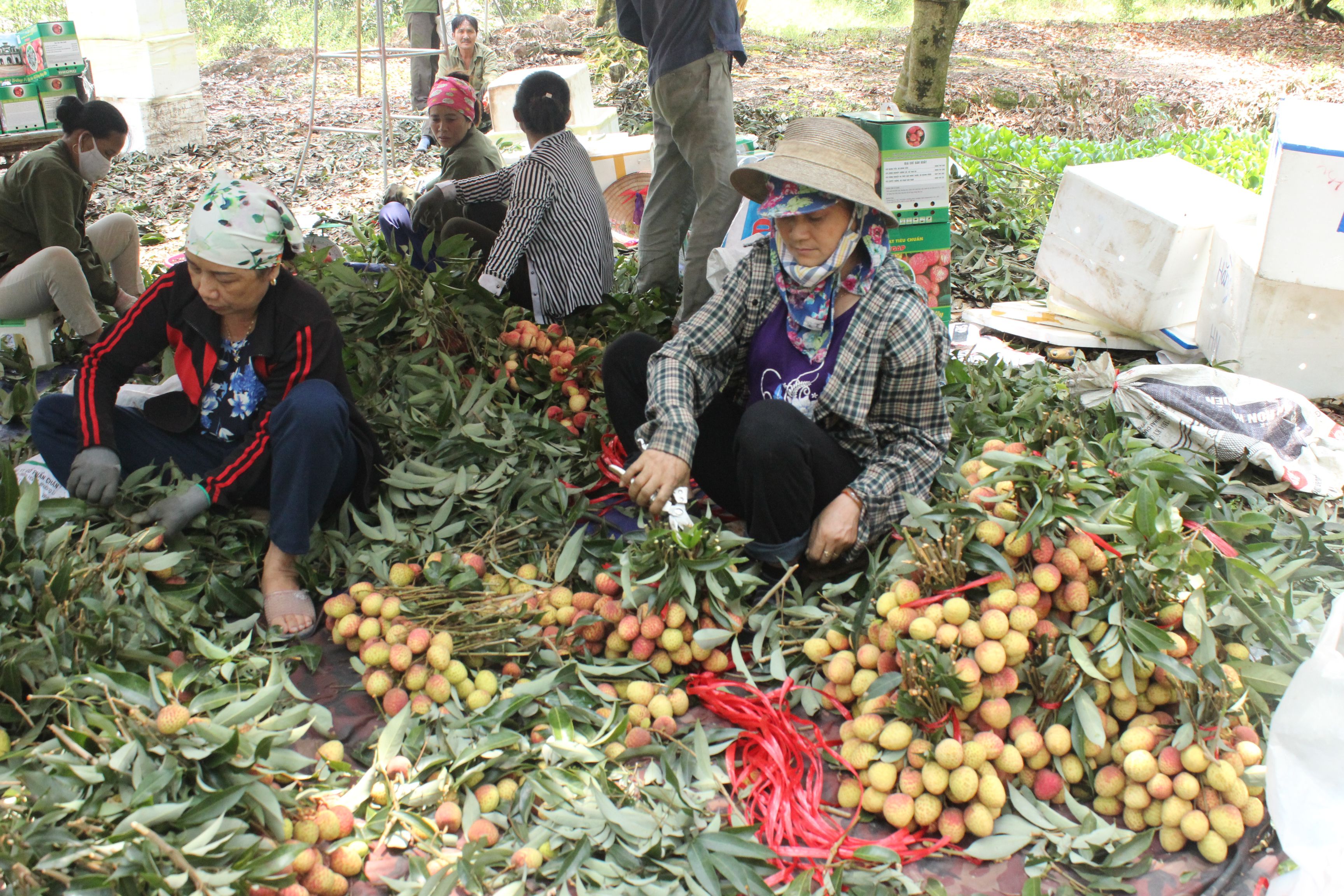   Phù Cừ mùa vải chín